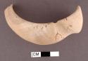 Fragments of glycymeris shell--possibly parts of bracelets, surfaces and edges s