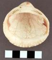 Glycymeris shell - complete - 5.7 x 5.7 cm.