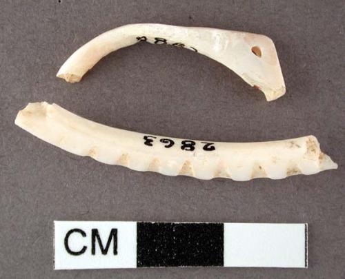 Bracelet fragments of glycymeris shell, one with perforation