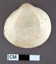 Worked glycymeris shell, flattened back, perforation on beak - 4.1 cm.