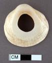 Worked glycymeris shell, center removed, perforation on umbonal region - 4.0 x 4