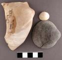 Dosinia shell fragment.
