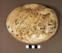Cup made of the shell of the haliotis; natural perforations in the shells are fi