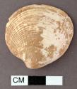 Unworked bivalve shell, unidentified - 3.7 x 3.9 cm.