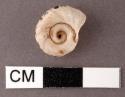 Shell, unworked, gastroped, unidentified, spiral shaped - 1.4 x 1.1 cm.
