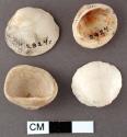 Glycymeris shells, 4 with perforations in umbonal region, one with evidence of r