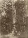Man standing beside tall tree