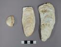 Pieces of shell; 12.8 cm x 4.9 cm x 1.5 cm, 10.2 cm x 4.5 cm x 1.3 cm, 2.3 cm x