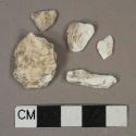 White shell fragments