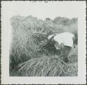 Photograph album, Yaruro fieldwork, p. 10, photo 1, man cutting brush