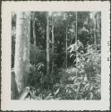 Photograph album, Yaruro fieldwork, p. 18, photo 1, Yaruro Incipient Tropical Forest Horticulture - Possibilities and Limits, forest view