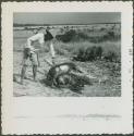 Photograph album, Yaruro fieldwork, p. 22, photo 1, man skinning pig