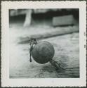Photograph album, Yaruro fieldwork, p. 59, photo 1, decorated object