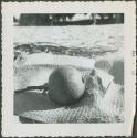 Photograph album, Yaruro fieldwork, p. 60, photo 3, decorated object on woven sack