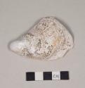 Oyster shell fragment