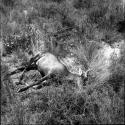 Dead buck lying on its side