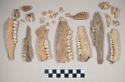 Animal bone fragments, including jaw fragments with teeth intact; animal teeth; one jaw fragment appears to have been worked