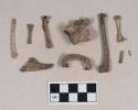 Animal bone fragments, including long bones, vertebra, and mandible fragment, with tooth intact; animal tooth