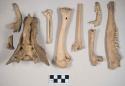 Animal bones and bone fragments, including mandible fragments with teeth, sacrum, long bones, bird humerus, carpometacarpus
