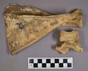 Organic, faunal remains, bone fragments, ungulate vertabrae and scapula