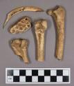Organic, faunal remains, bone fragments, including ungulate, bird, fish, and reptile