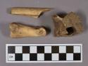 Organic, faunal remains, bone fragments, includes vertebra and phalanx
