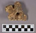 Organic, faunal remains, bone fragments, includes vertebra