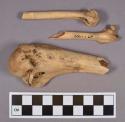 Organic, faunal remains, bone fragments, includes bird and antler