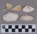 Organic, shell fragments