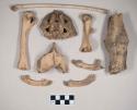 Animal bone fragments, including humerus, three mandibles with some teeth intact, one long bone with pathology, one radius