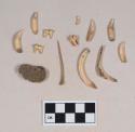 Organic, animal bone and bone fragment; animal teeth, including one rodent tooth; fish bone, drum jaw fragment