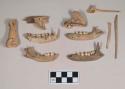 Animal bone fragments, including four mandible fragments with teeth intact, one maxilla fragment with teeth intact, one phlange; fish mandible