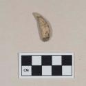 Animal tooth fragment