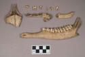 Animal bone fragments, including mandibles with some teeth intact, possible maxilla; animal teeth