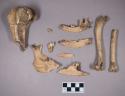 Animal bone fragments, including long bones and mandibles with some intact teeth; animal teeth