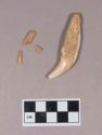 Animal tooth and tooth fragments