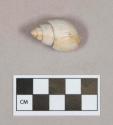 Organic, gastropod shell