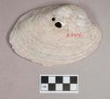Organic, worked bivalve shell, two perforations