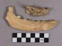 Organic, faunal remains, bone fragments, includes mandible with tooth