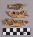 Organic, faunal remains, bone fragments, mandibles and maxilla with teeth