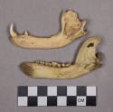 Organic, faunal remains, bone fragments, mandibles with teeth