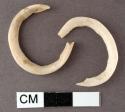 Ring fragment of glycymeris shell