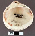 Worked glycymeris shell, smoothed back, perforation on umbonal region - length: