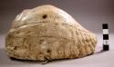 Perforated conch shell