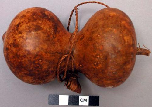 Gourd which would have eventually been made into a lime container or yo'buru.