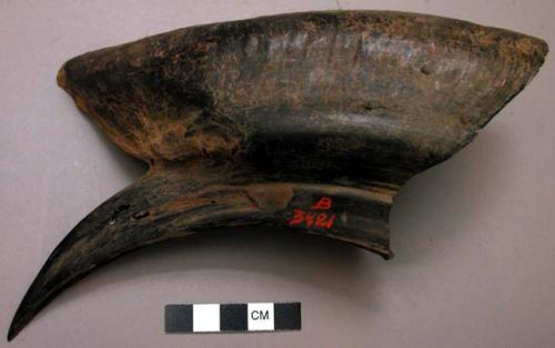 Drinking vessel, made of upper bill of the bird. ceratogymna atrata - large horn