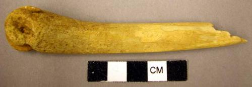 Fragment of bone awl