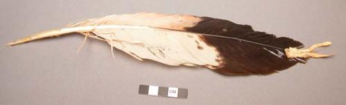 Eagle feather with added leather/parchment decoration at tip