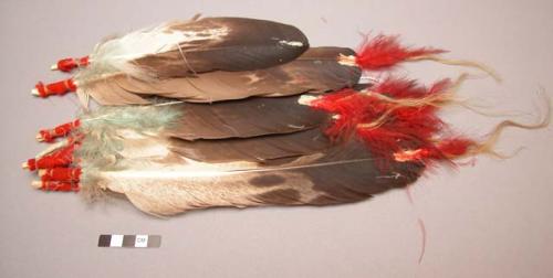 7 decorated eagle feathers with loops for attachment