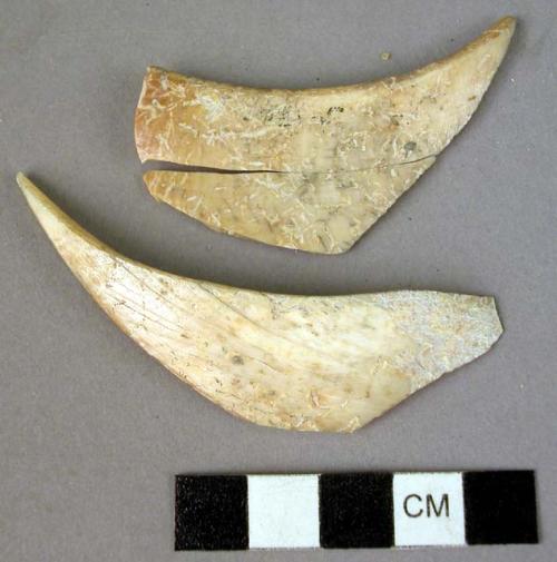 Organic, bone, claw and claw fragments from large animal, worked